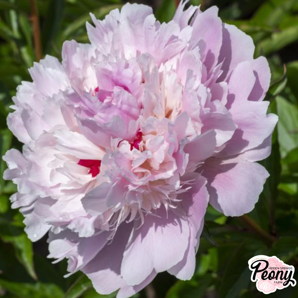 Alertie Peony — Hidden Springs Peony Farm